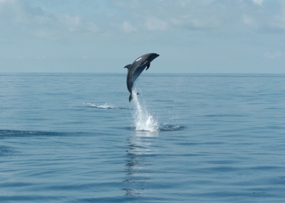 Oásis de golfinhos e baleias